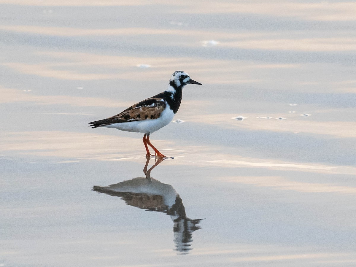 Ruddy Turnstone - ML640272446