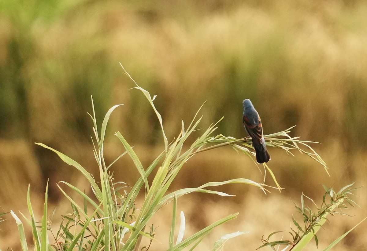 Blue Grosbeak - ML640272454