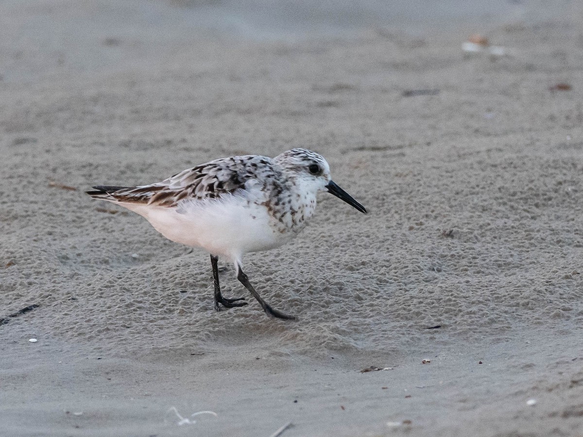 Sanderling - ML640272455