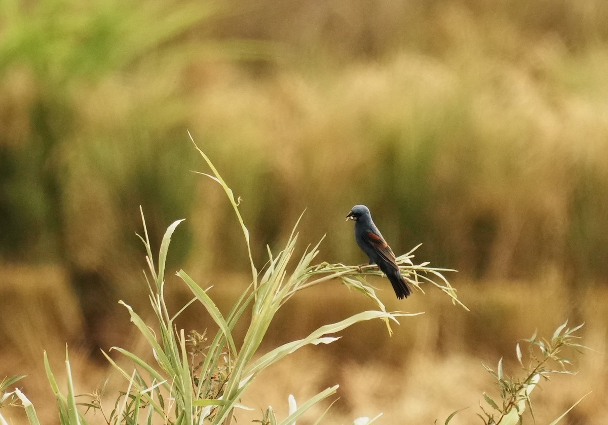 Blue Grosbeak - ML640272460