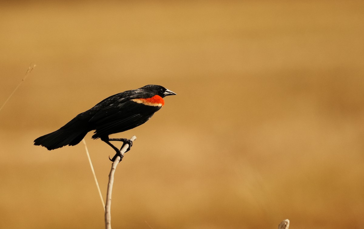Red-winged Blackbird - ML640272469