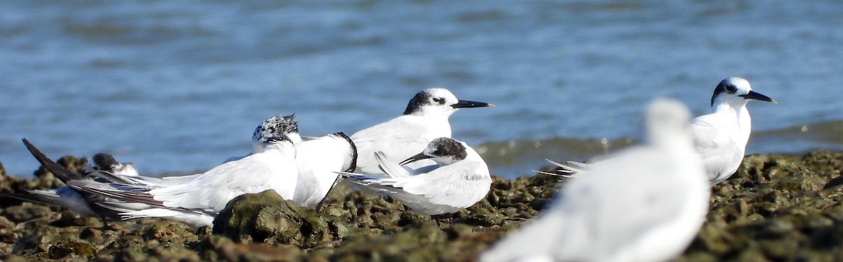 Roseate Tern - ML640272470