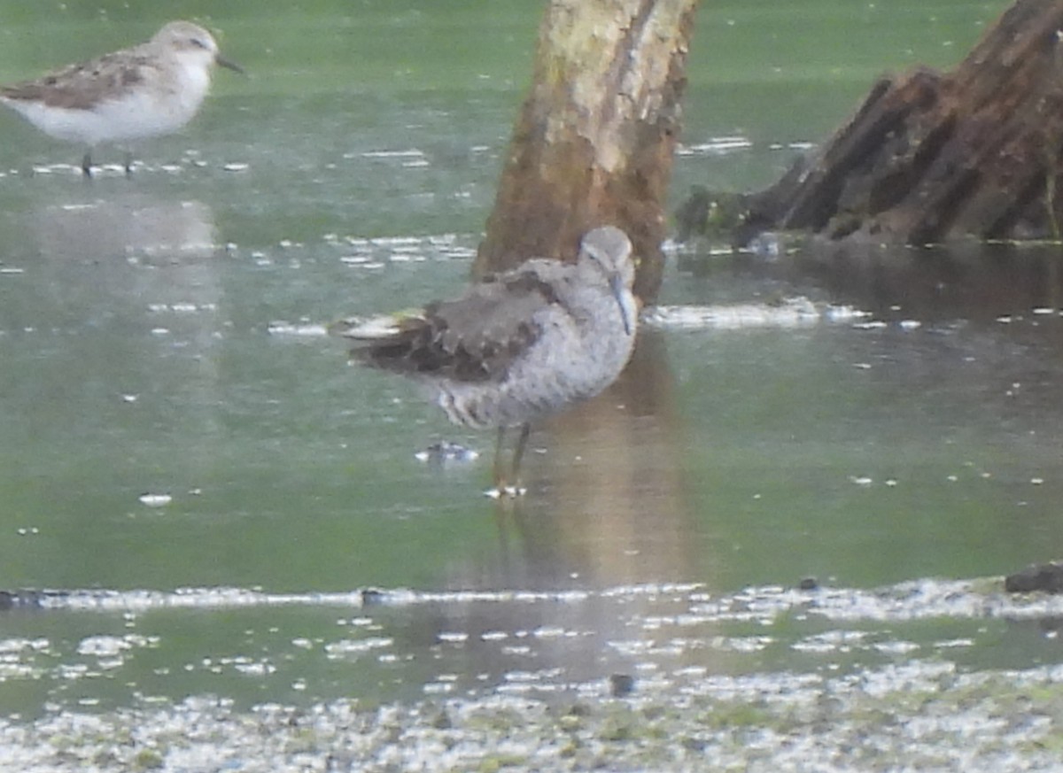 Stilt Sandpiper - ML640272539