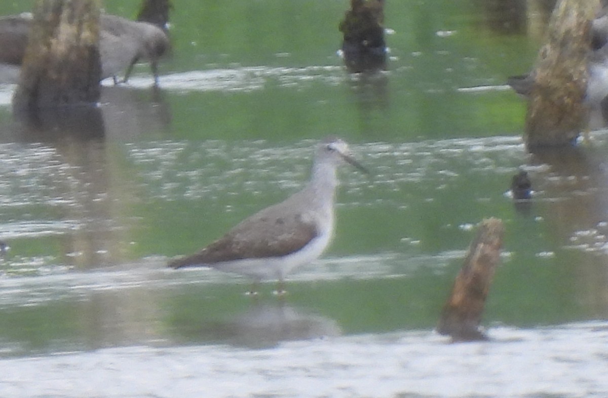 Stilt Sandpiper - ML640272562