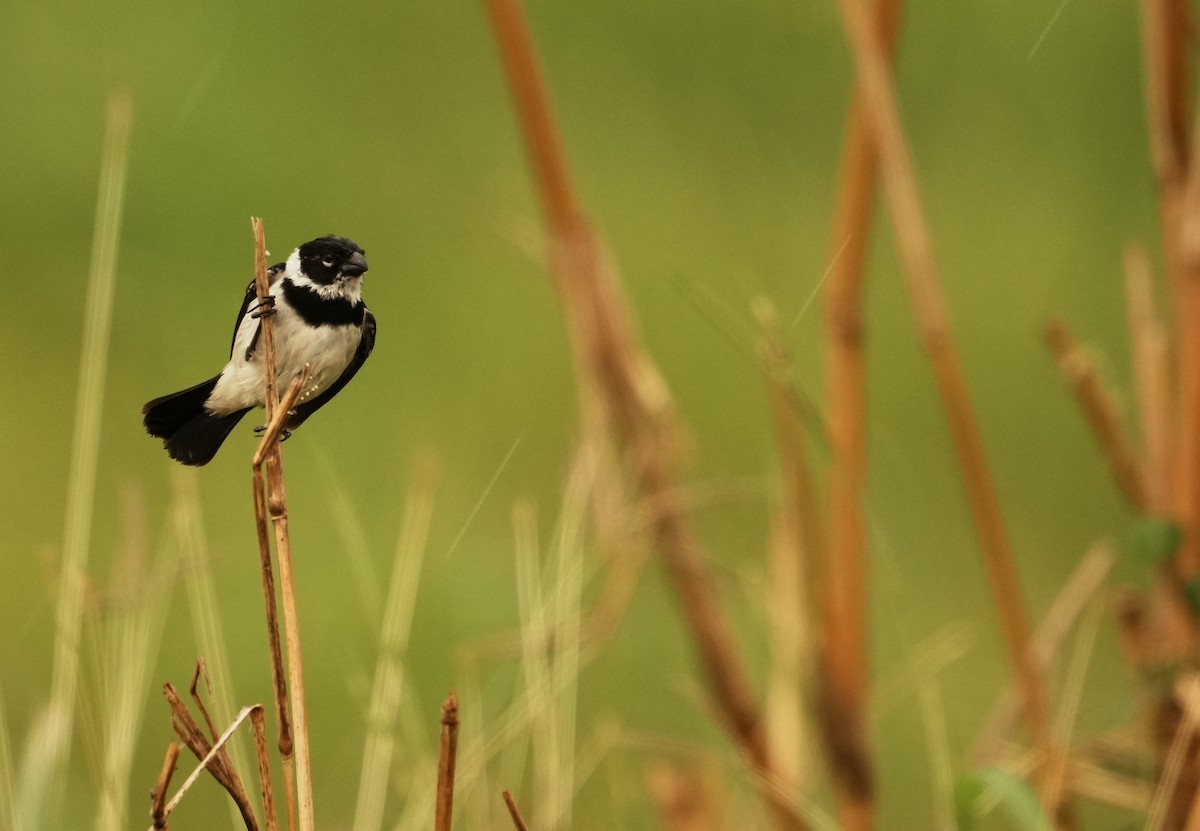 Morelet's Seedeater - ML640272571