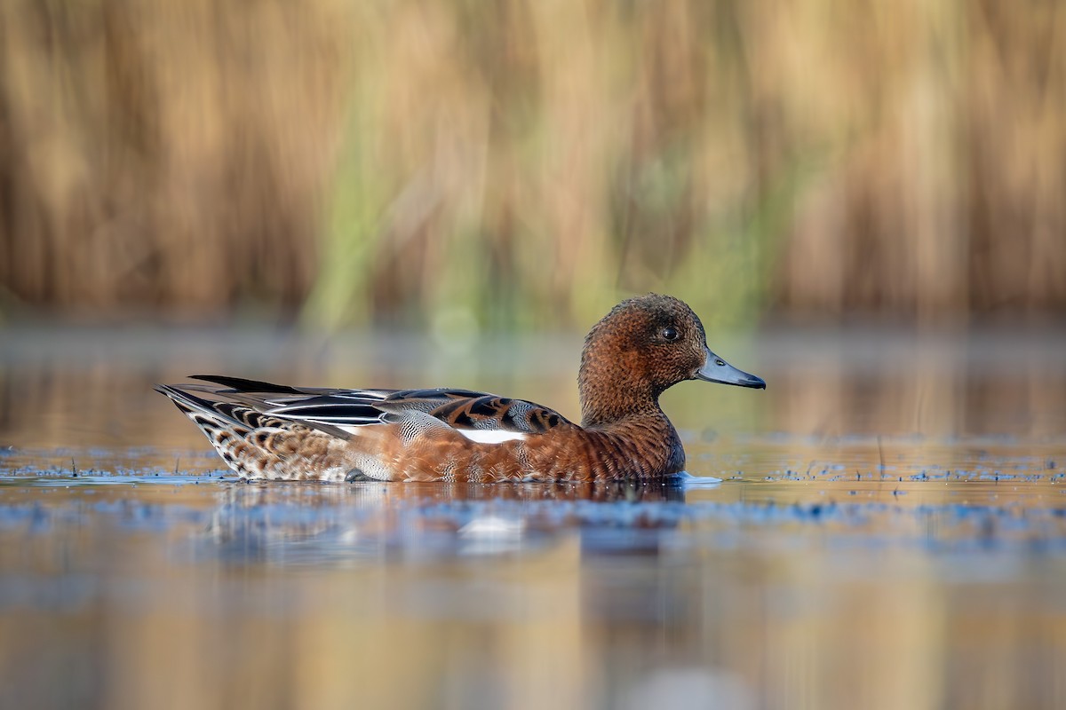 Canard siffleur - ML640272626