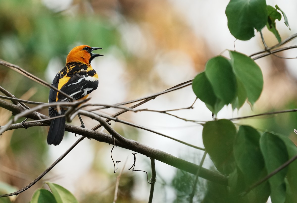 Streak-backed Oriole - ML640272630
