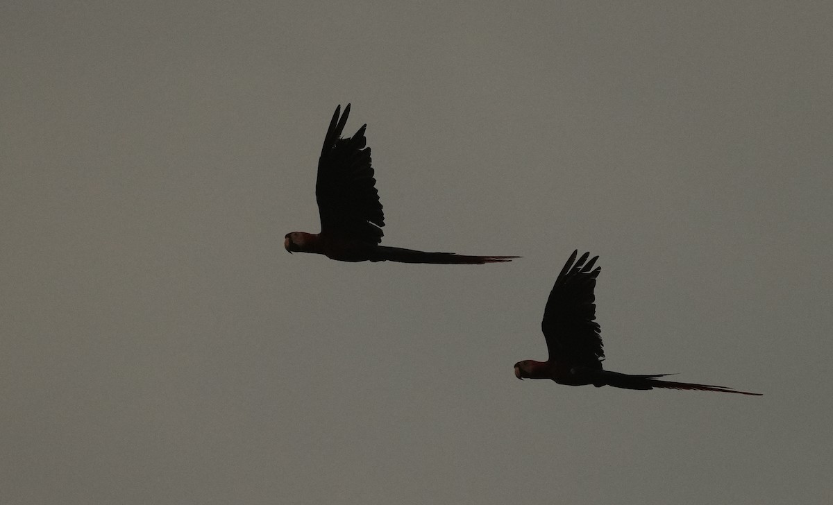 Scarlet Macaw - ML640272655