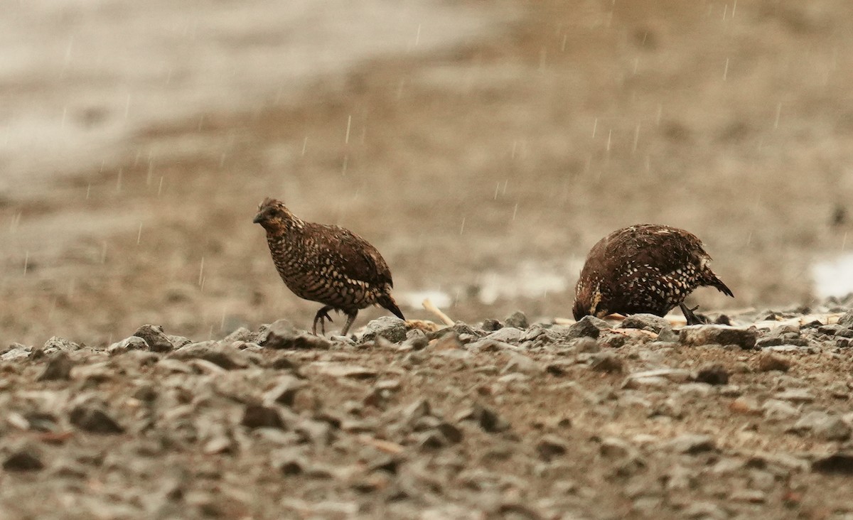 Spot-bellied Bobwhite - ML640272663