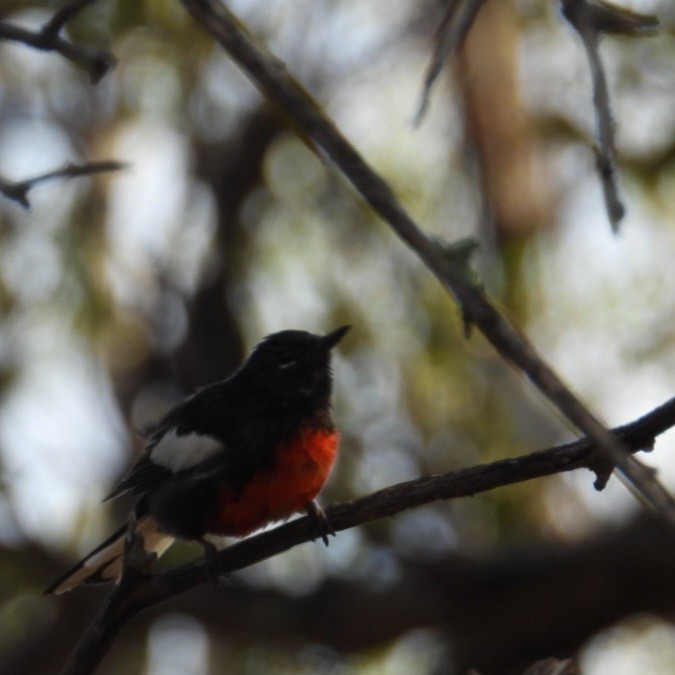 Painted Redstart - ML640272665
