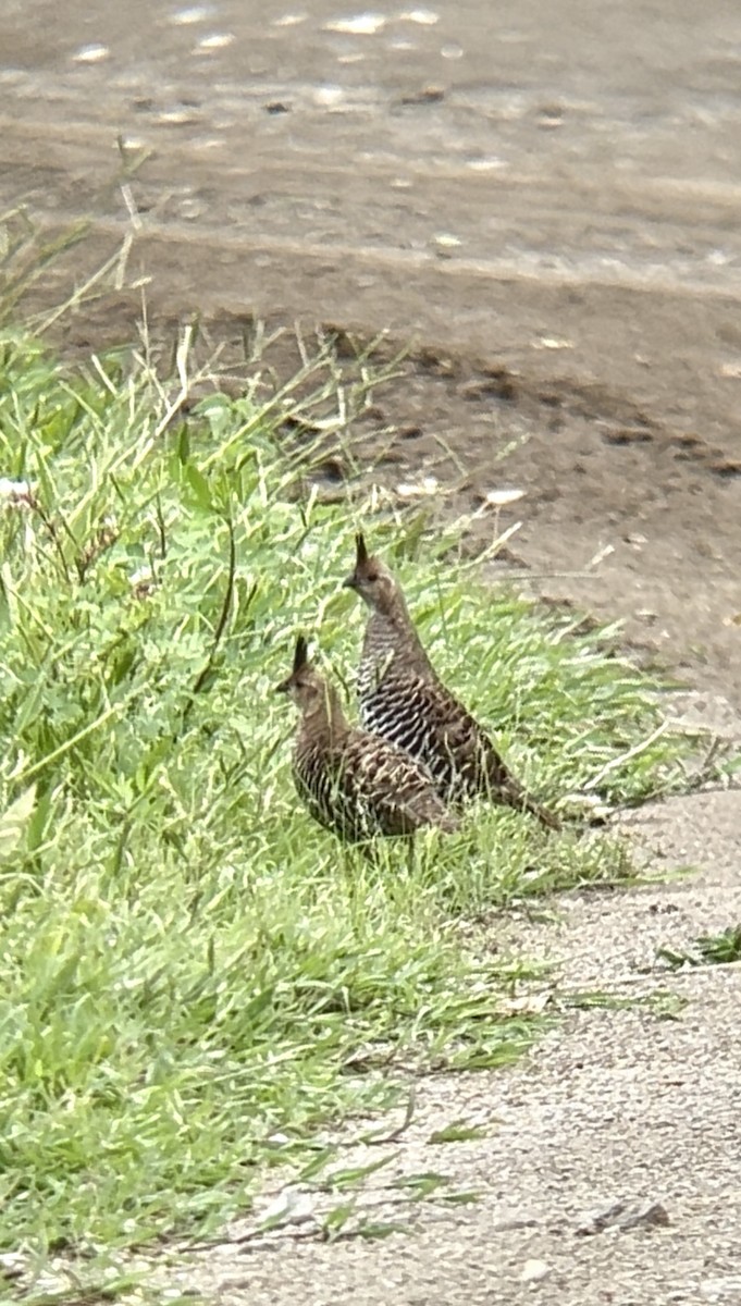 Banded Quail - ML640272668