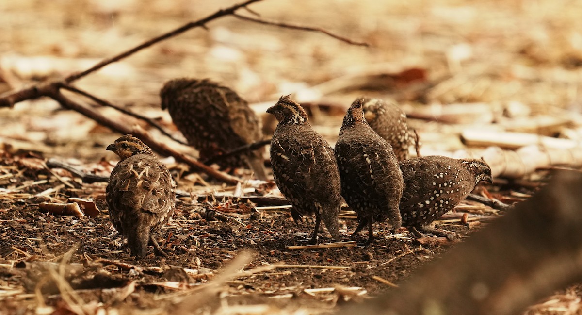Spot-bellied Bobwhite - ML640272669