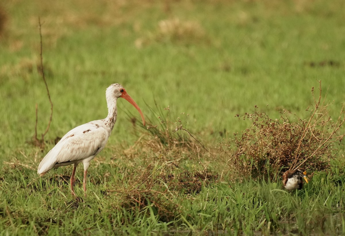 White Ibis - ML640272724