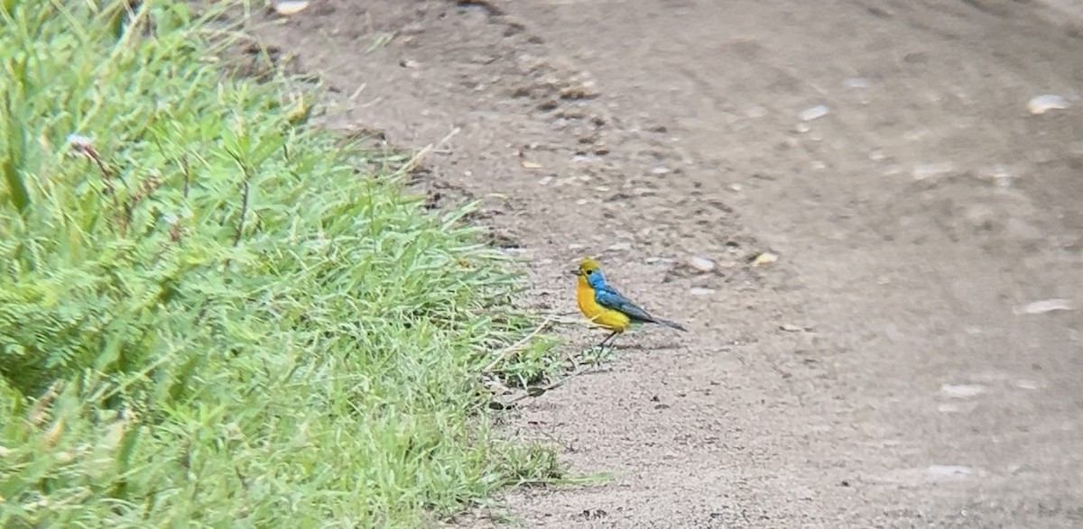 Orange-breasted Bunting - ML640272726