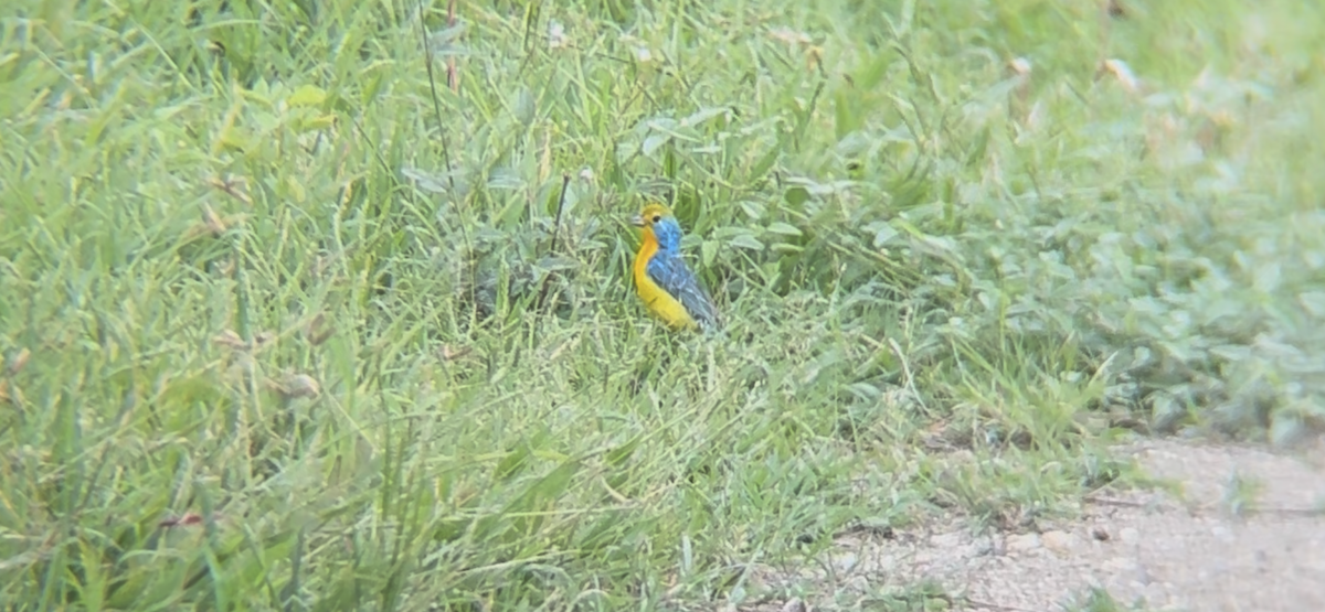 Orange-breasted Bunting - ML640272727
