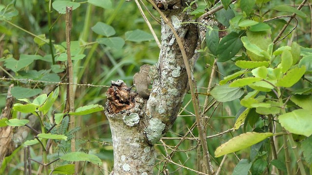 Woodpecker Finch (striatipecta) - ML640272770