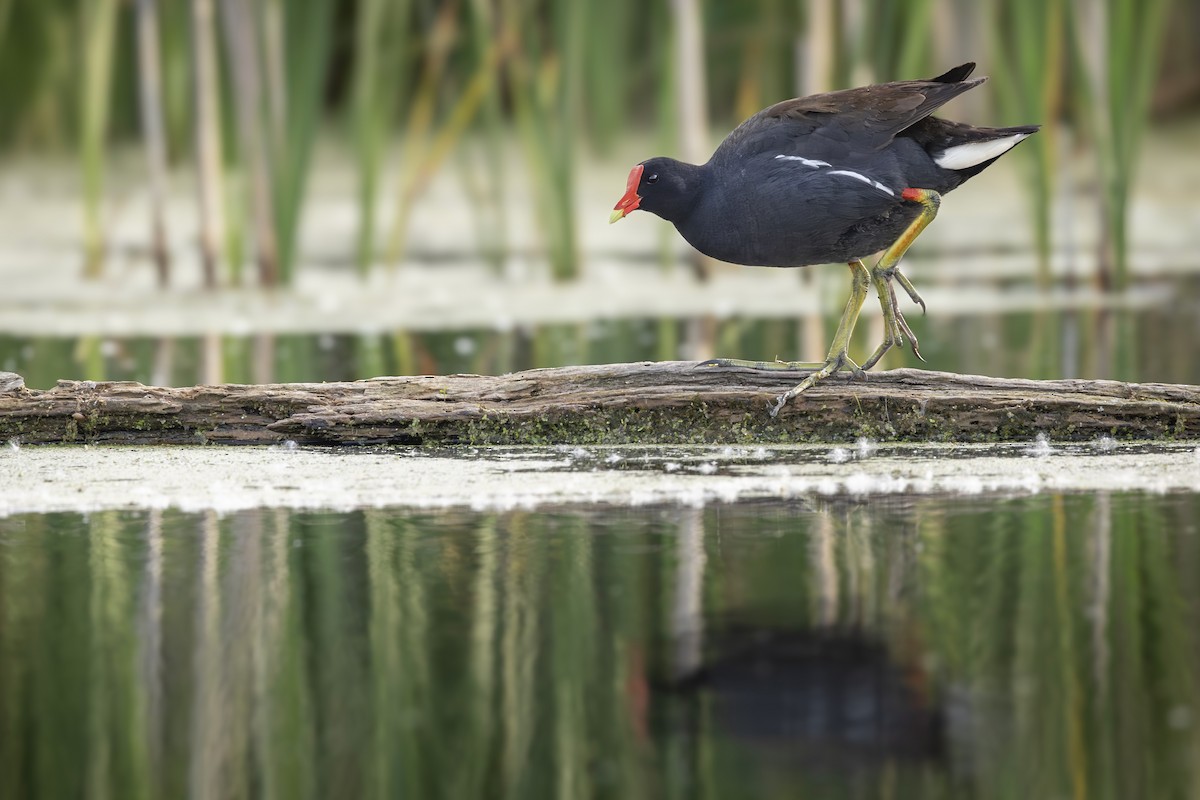 Common Gallinule - ML640272772