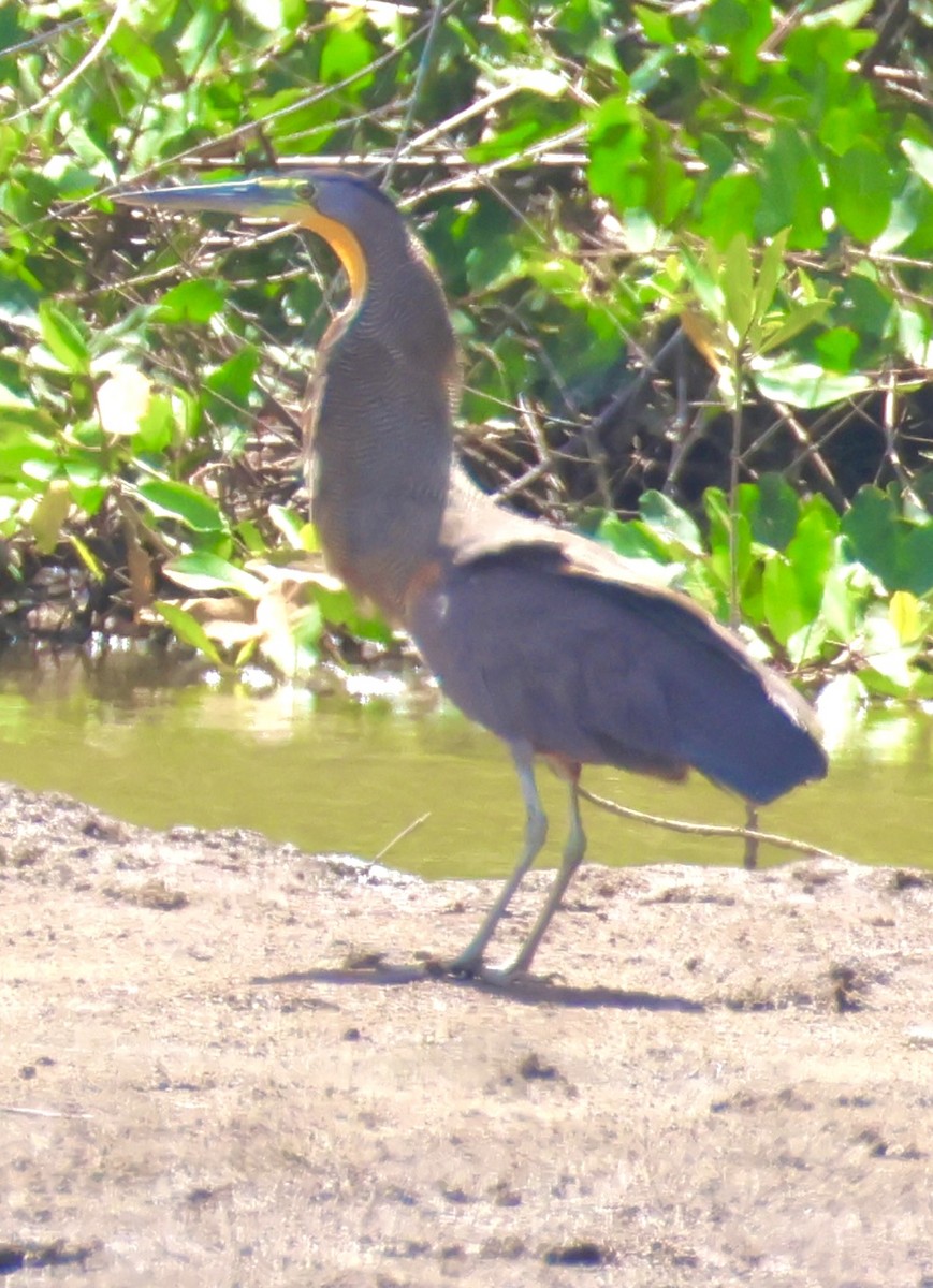 Bare-throated Tiger-Heron - ML640272775