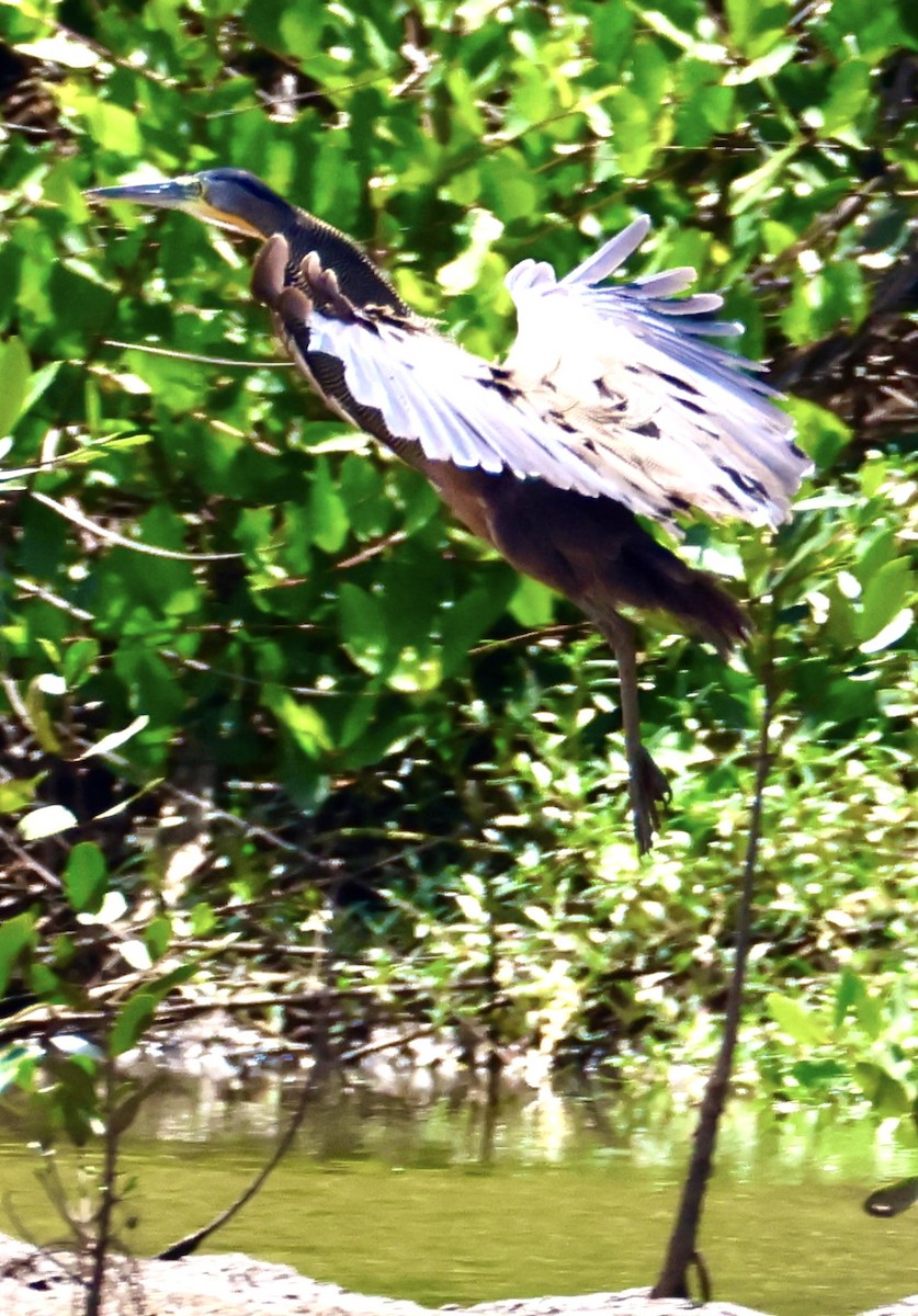 Bare-throated Tiger-Heron - ML640272776