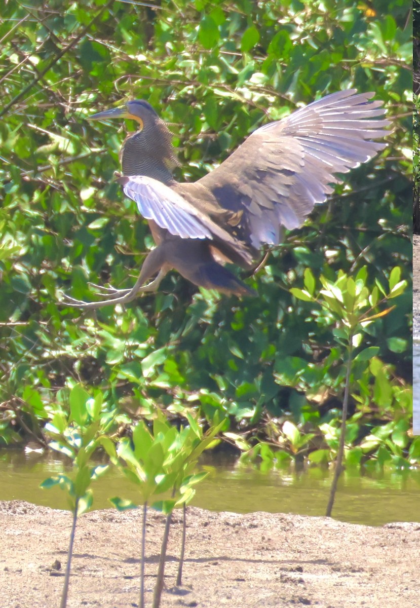 Bare-throated Tiger-Heron - ML640272777