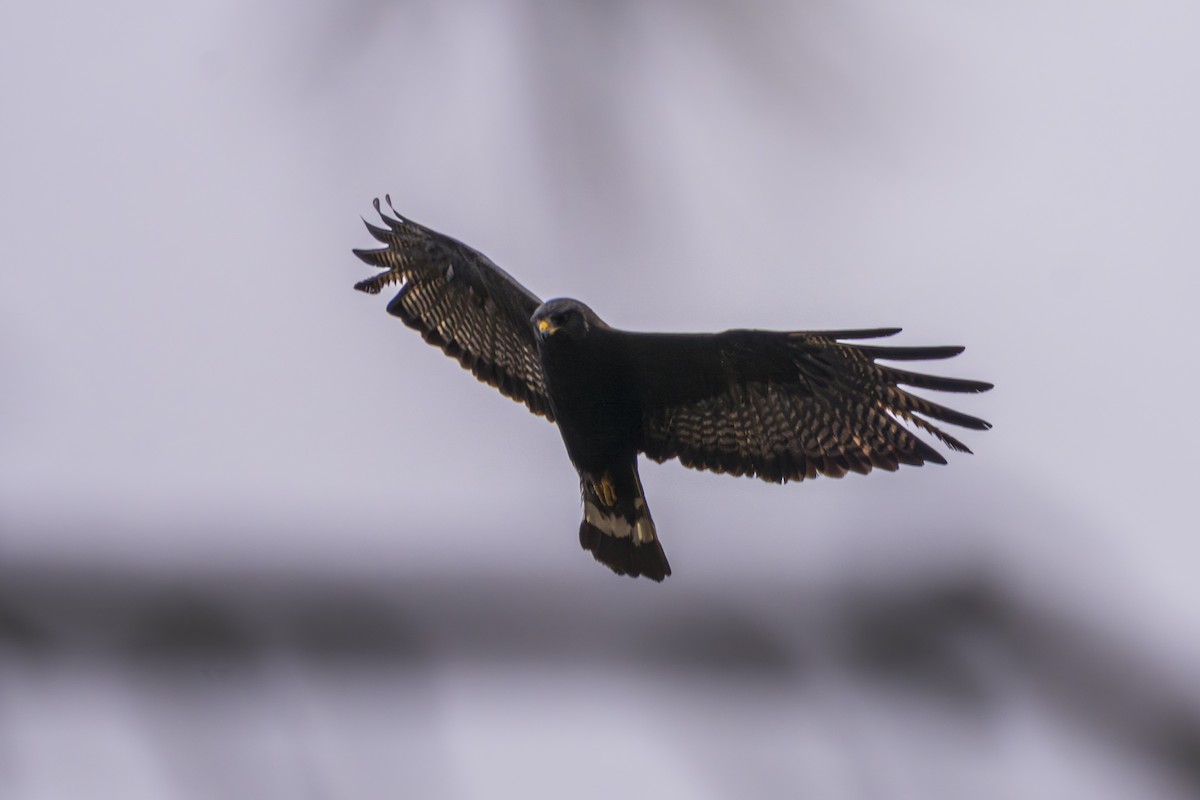 káně černá - ML640272859