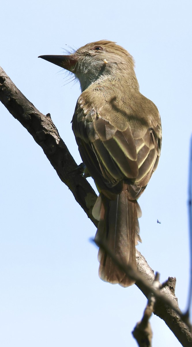 Panama Flycatcher - ML640272869