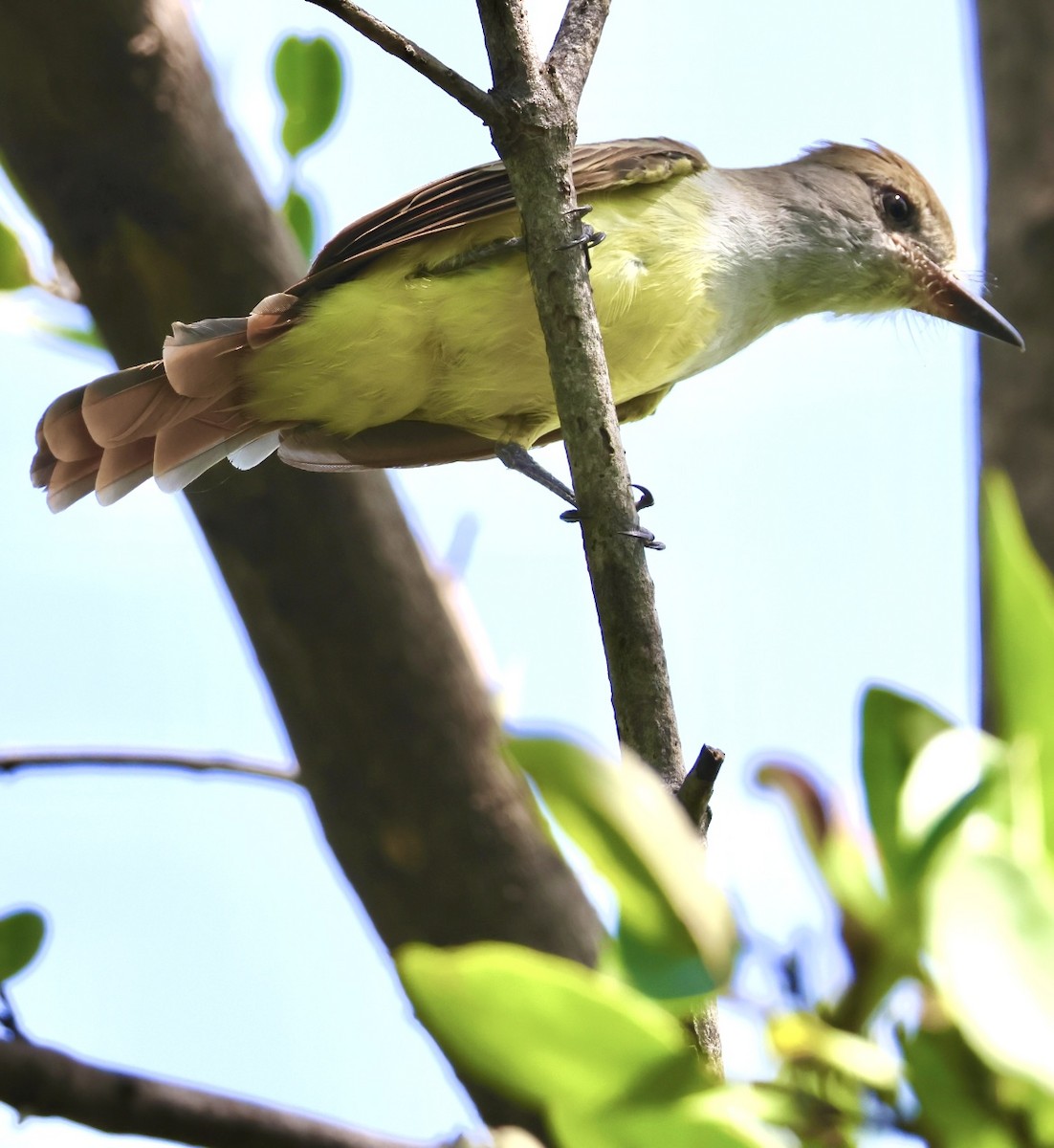 Panama Flycatcher - ML640272870