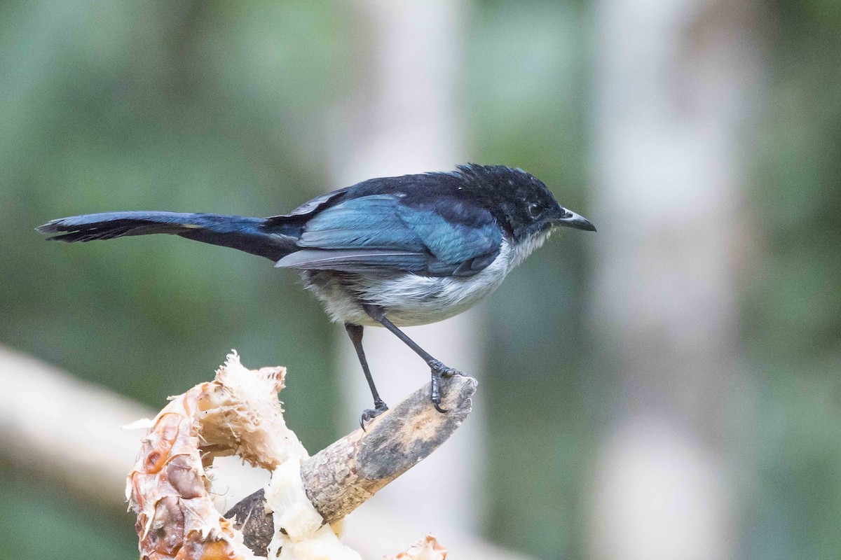 Fan-tailed Berrypecker - ML640272871