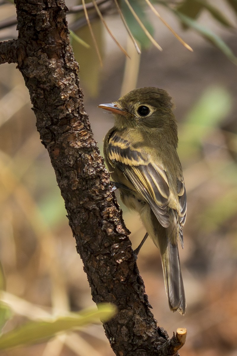 Western Flycatcher - ML640272872
