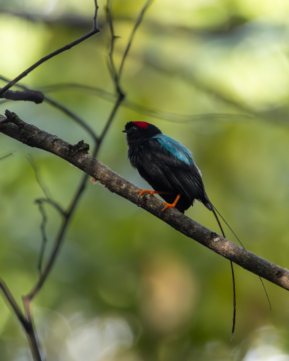 Long-tailed Manakin - ML640272873