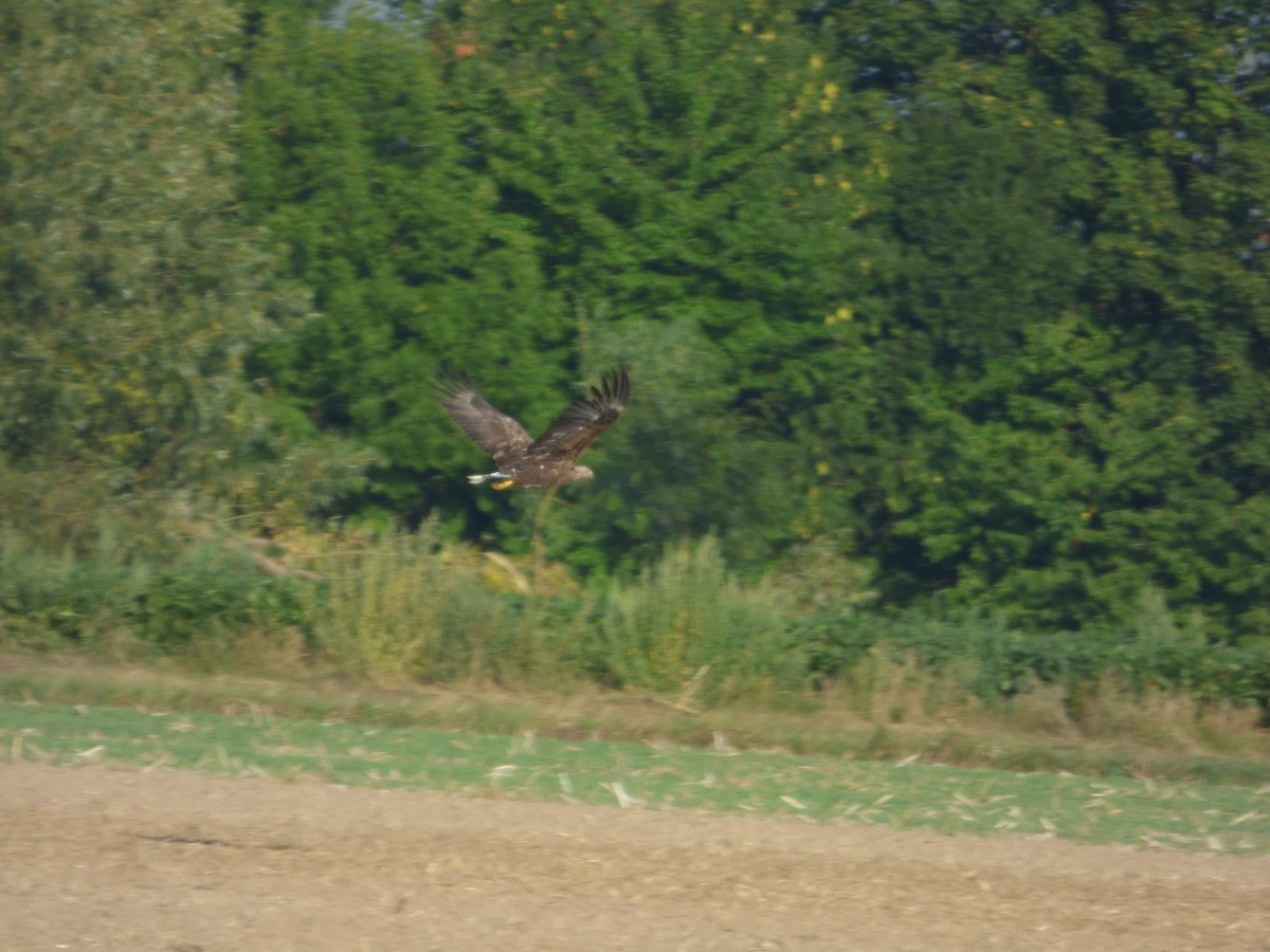 Цагаан сүүлт нөмрөг бүргэд - ML640272874