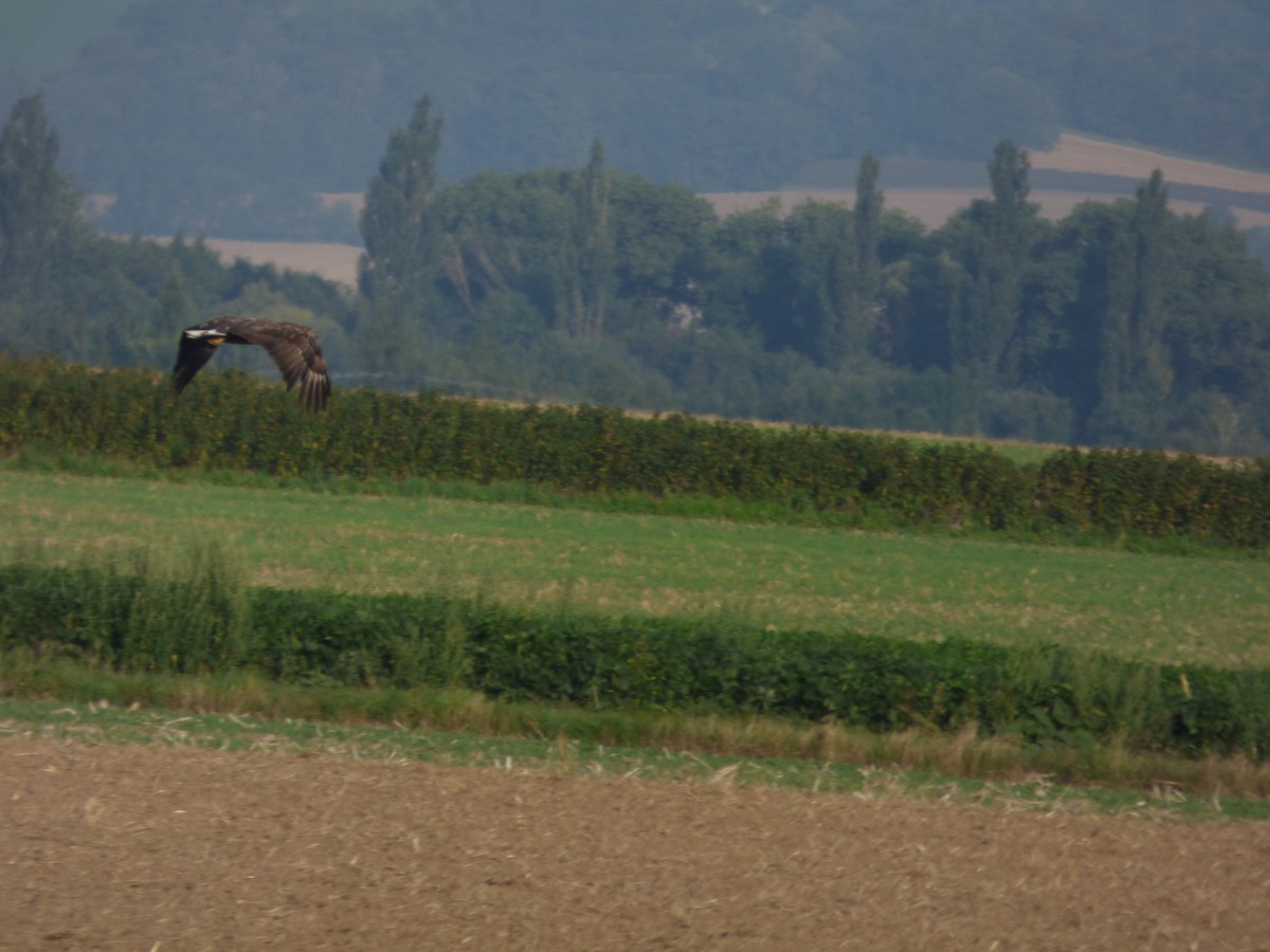 Цагаан сүүлт нөмрөг бүргэд - ML640272875