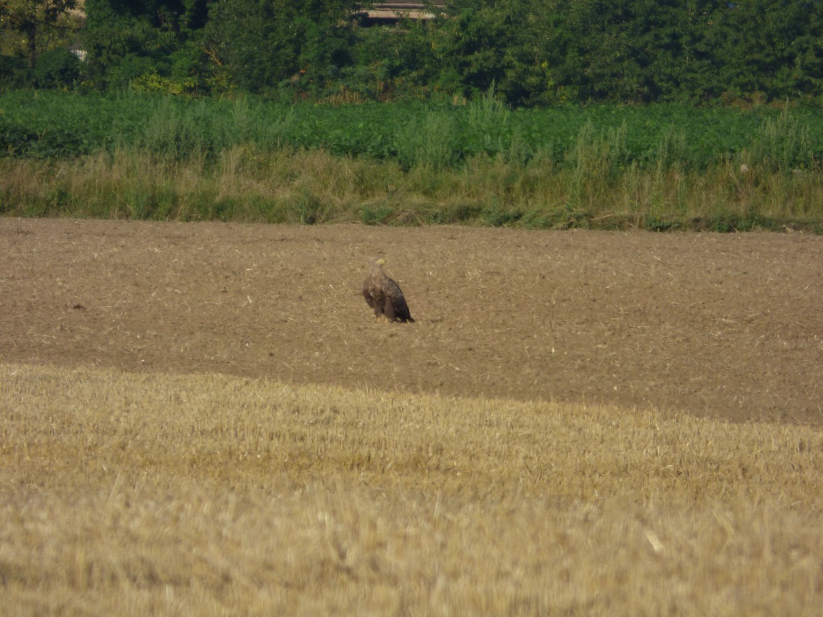 Цагаан сүүлт нөмрөг бүргэд - ML640272876