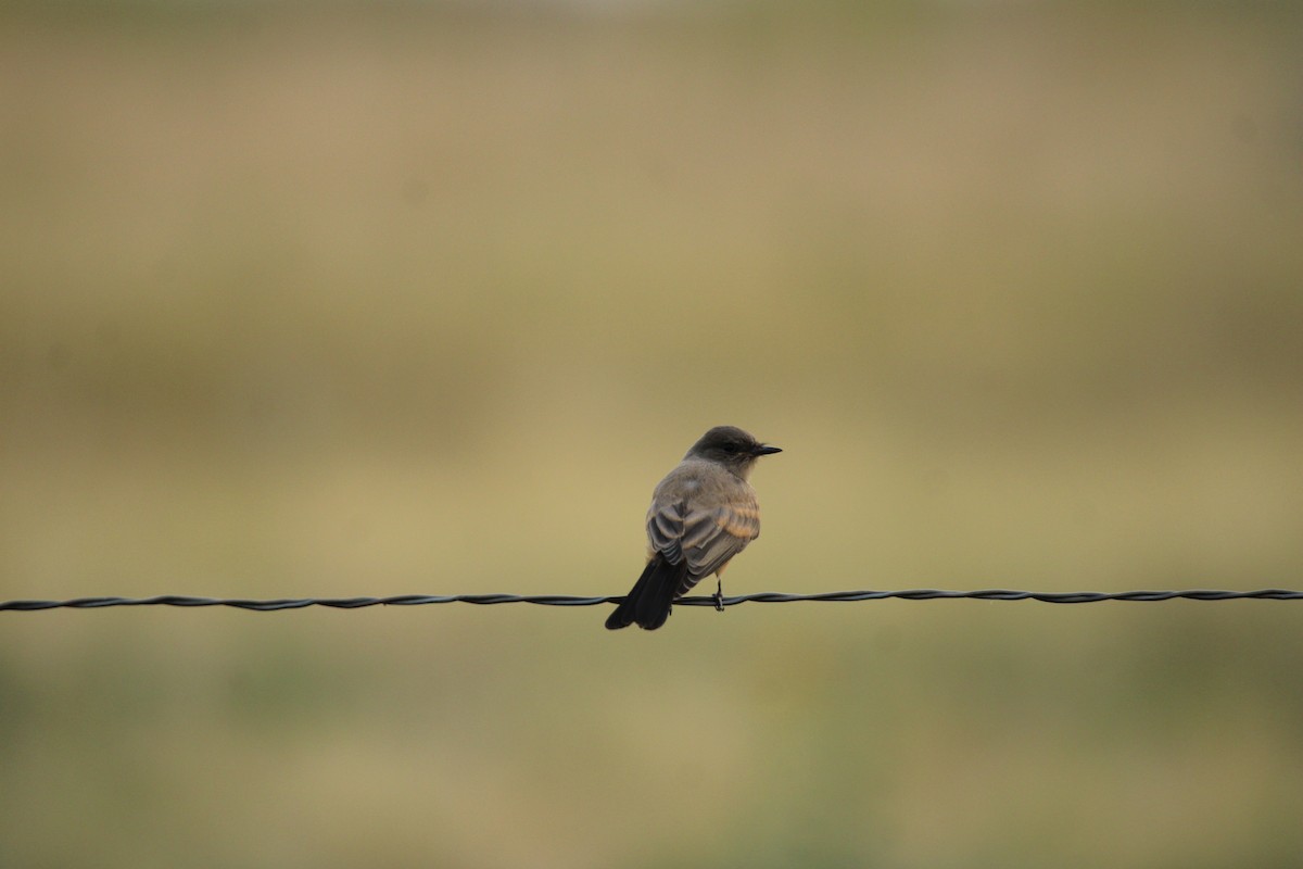 Say's Phoebe - ML640272877