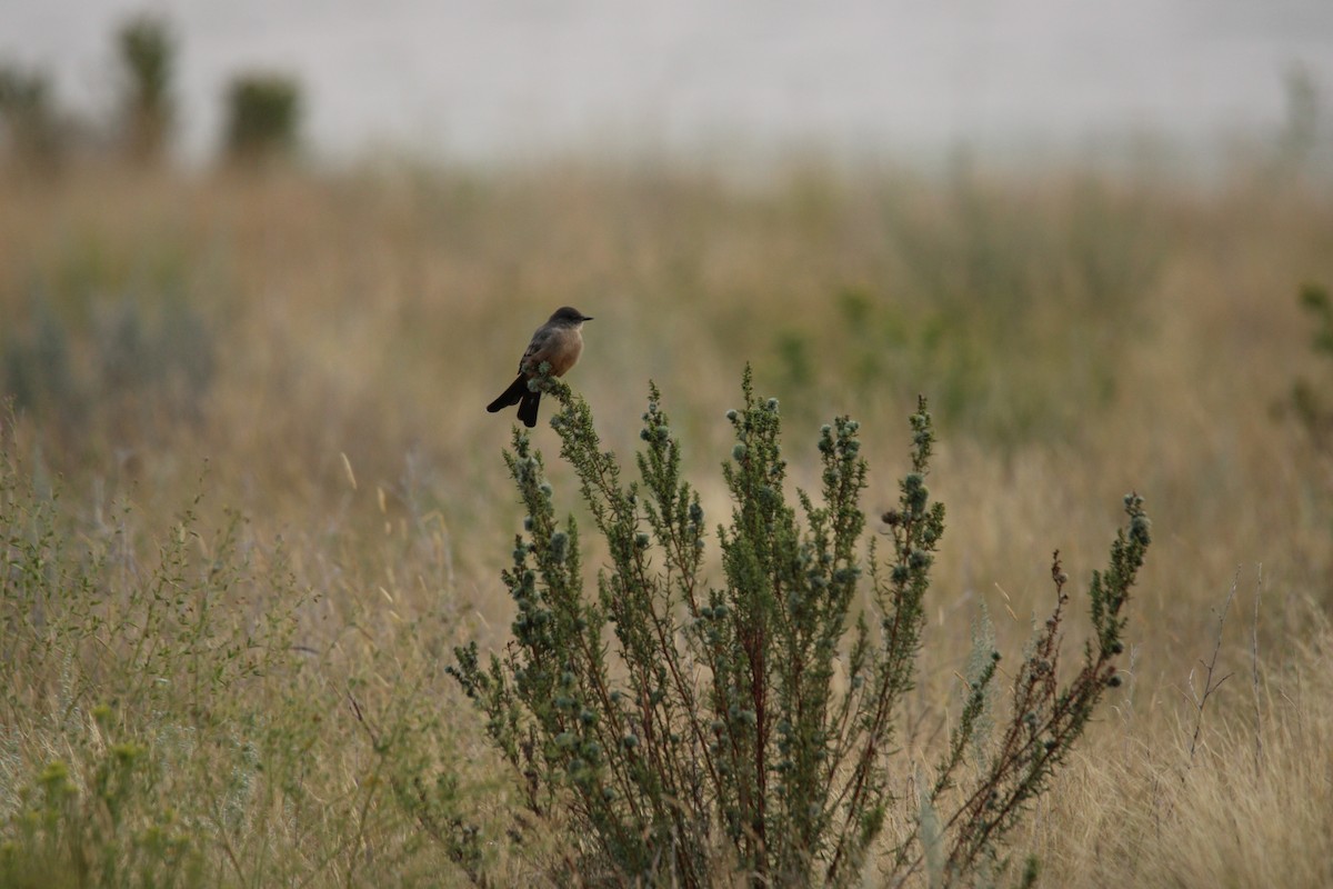 Say's Phoebe - ML640272878