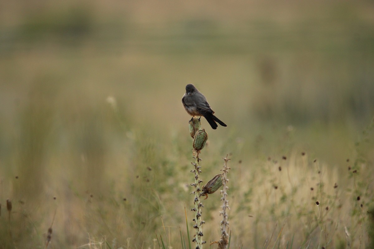 Say's Phoebe - ML640272879