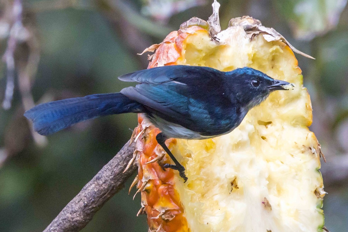 Fan-tailed Berrypecker - ML640272880