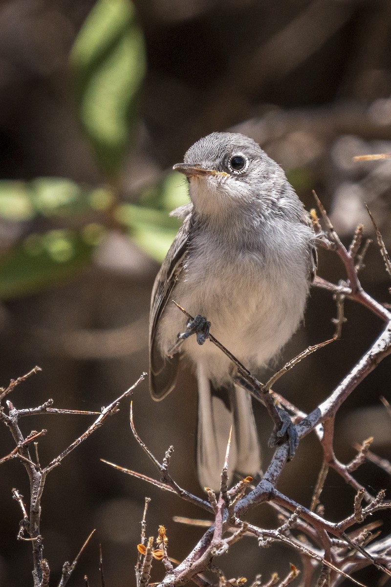 leskot modrošedý - ML640272882