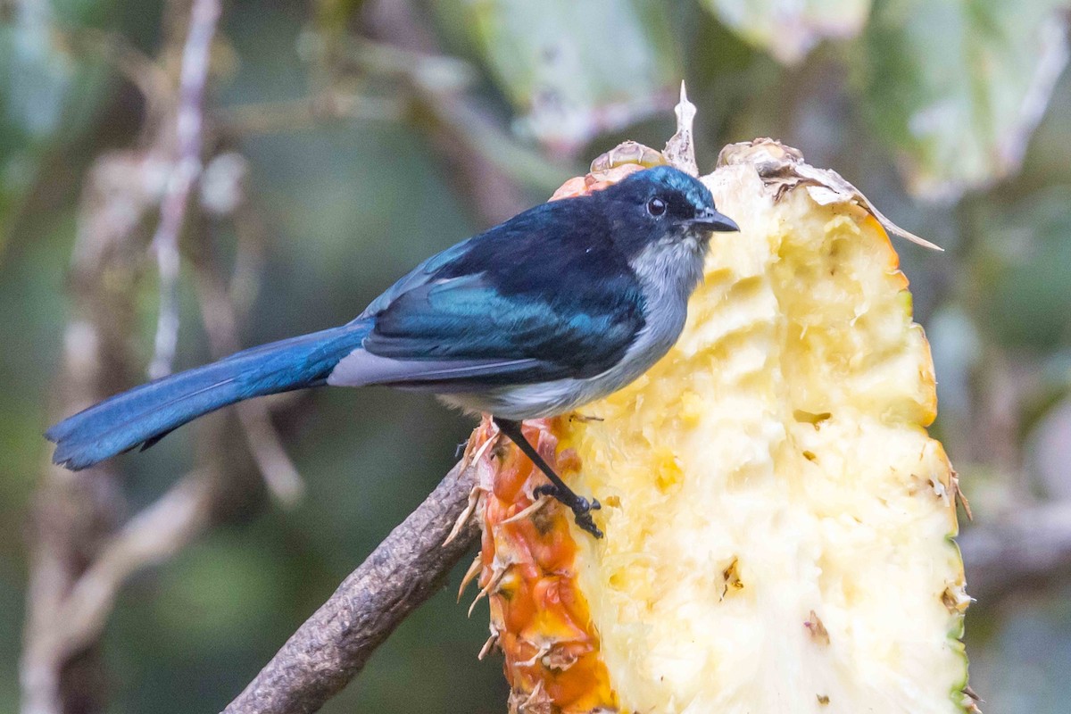 Fan-tailed Berrypecker - ML640272883