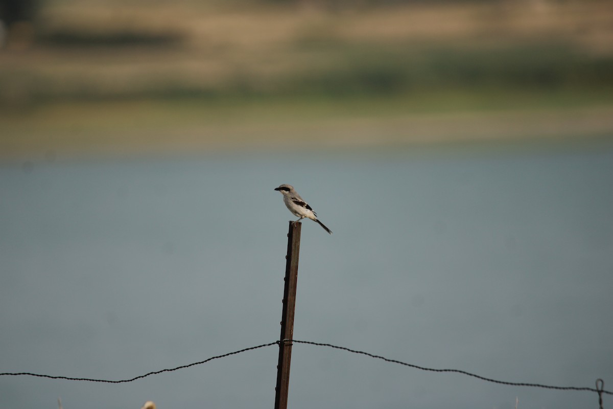 Loggerhead Shrike - ML640272902