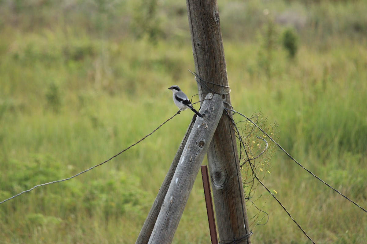 Loggerhead Shrike - ML640272903