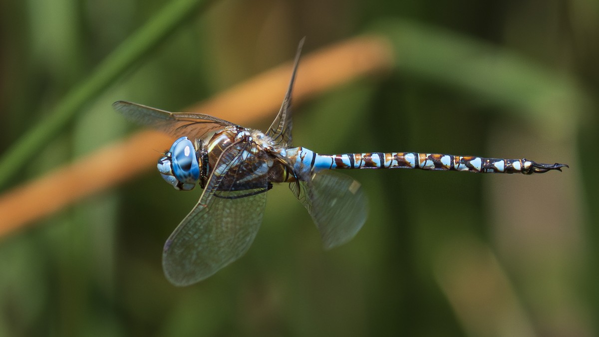 Animals - ML640272910