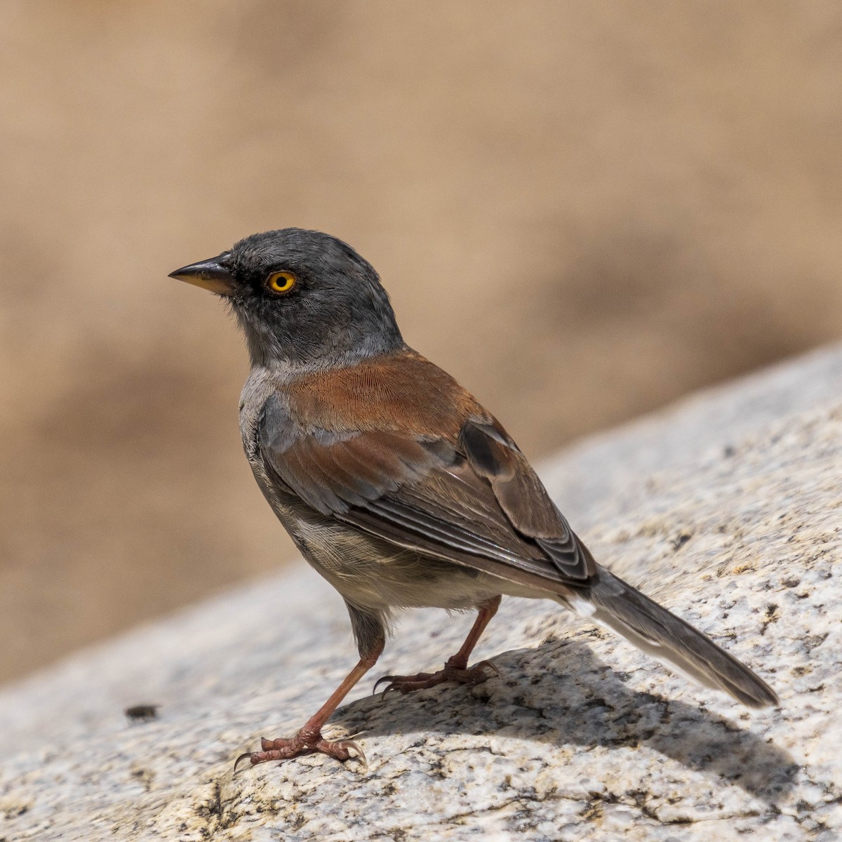 Yellow-eyed Junco - ML640272919