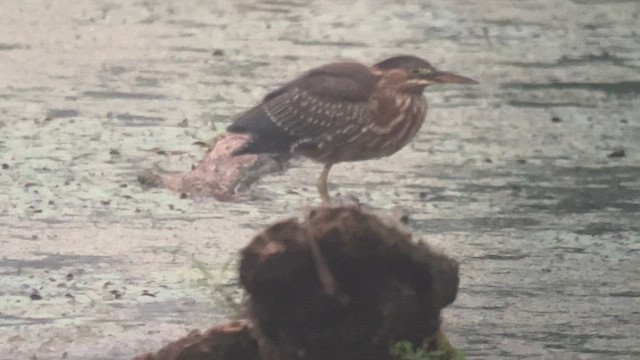 Green Heron - ML640272951