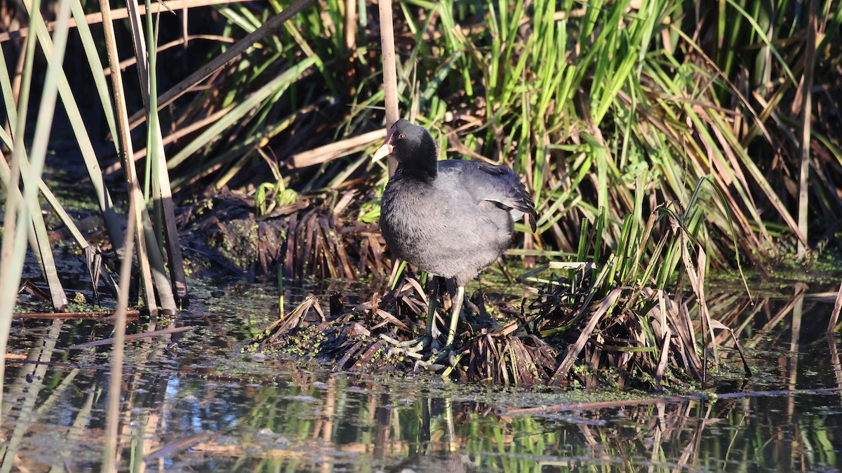 Red-fronted Coot - ML640273061