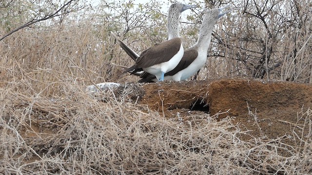 Blue-footed Booby - ML640273066