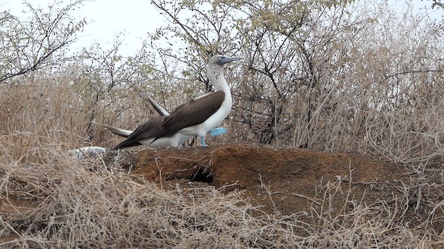 Blue-footed Booby - ML640273069
