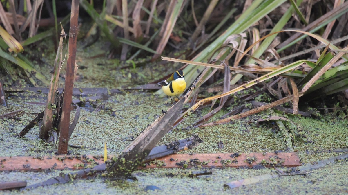 Many-colored Rush Tyrant - ML640273092