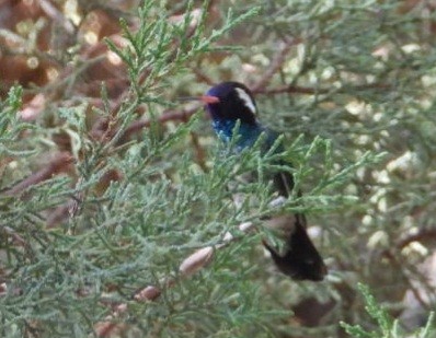 White-eared Hummingbird - ML640273096
