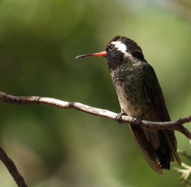 White-eared Hummingbird - ML640273097